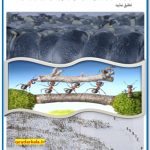 موجوداتی که دارای کار تیمی غریزی هستند _ پاسخ پژوهش صفحه 8 کتاب کارگاه کارآفرینی و تولید